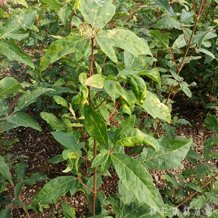 桓仁瑞林供应 拧筋槭树苗 三花槭价钱 量大优惠