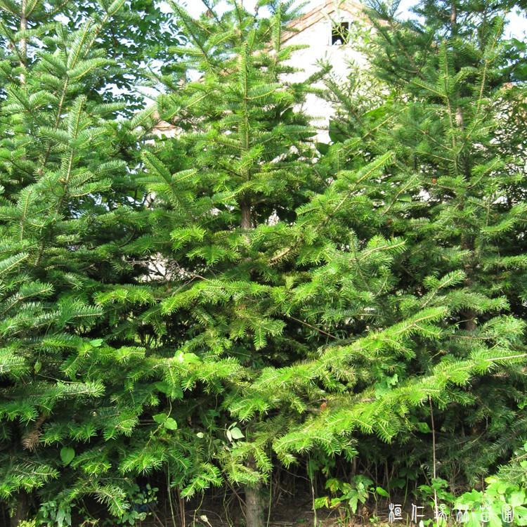 低价供应1米至3米上冷杉树苗 辽东冷杉树苗