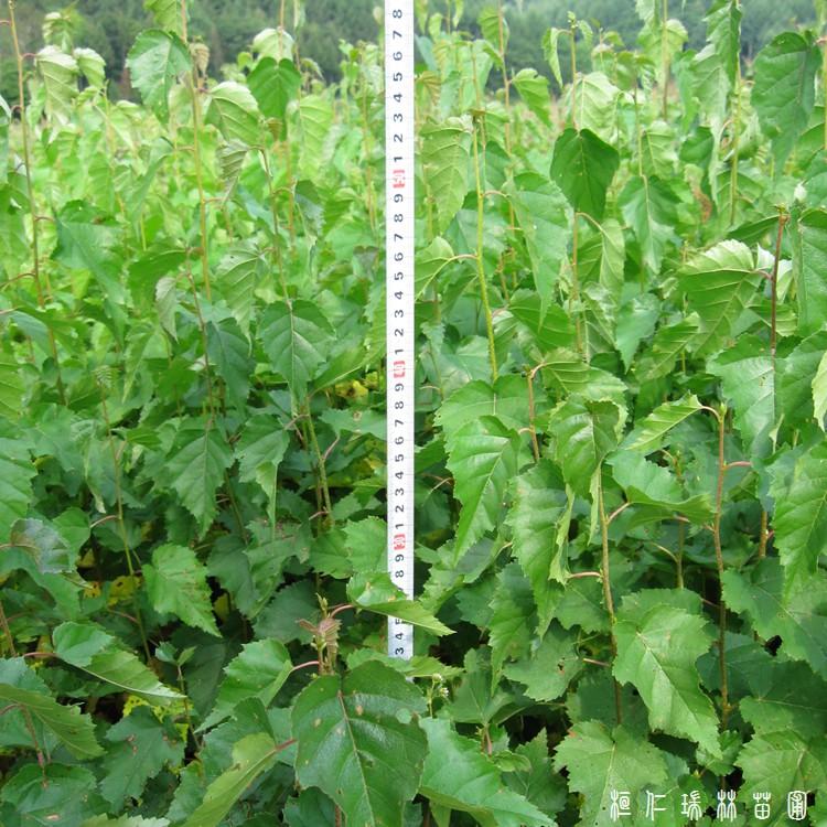 白桦苗_桓仁瑞林_白桦苗_白桦苗订购_批发出售