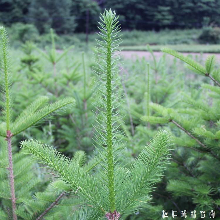 冷杉苗_桓仁瑞林_辽宁冷杉树苗_大量出售基地直发