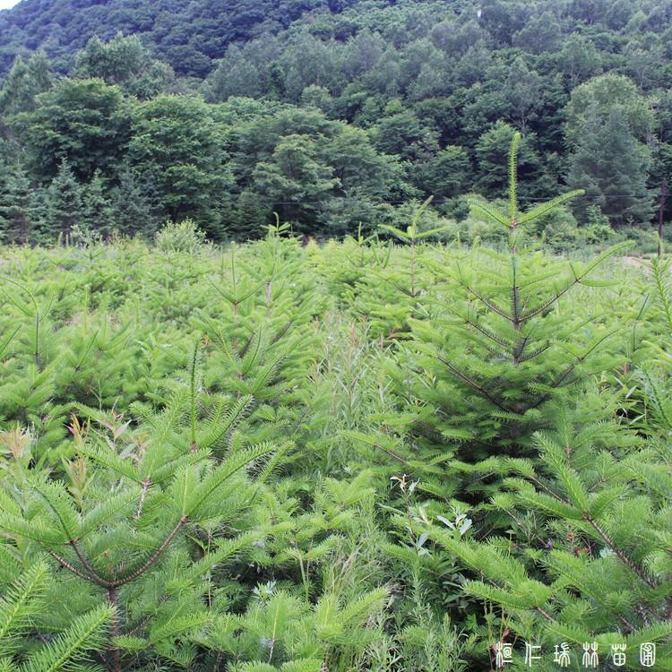 辽宁冷杉树苗价格_桓仁瑞林_冷杉苗_厂家直销规格齐全