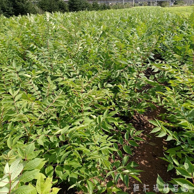 辽宁黄柏苗 本溪黄柏苗批发 桓仁黄柏苗商家 瑞林苗圃