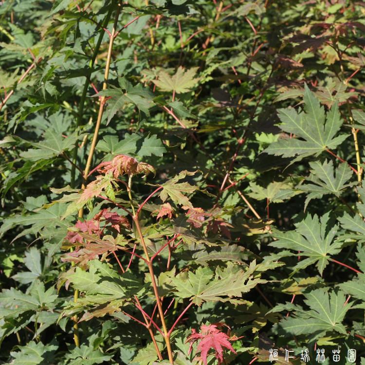 景观九角枫苗木 九角枫苗绿化苗 瑞林 现货销售九角枫树苗 量大包邮