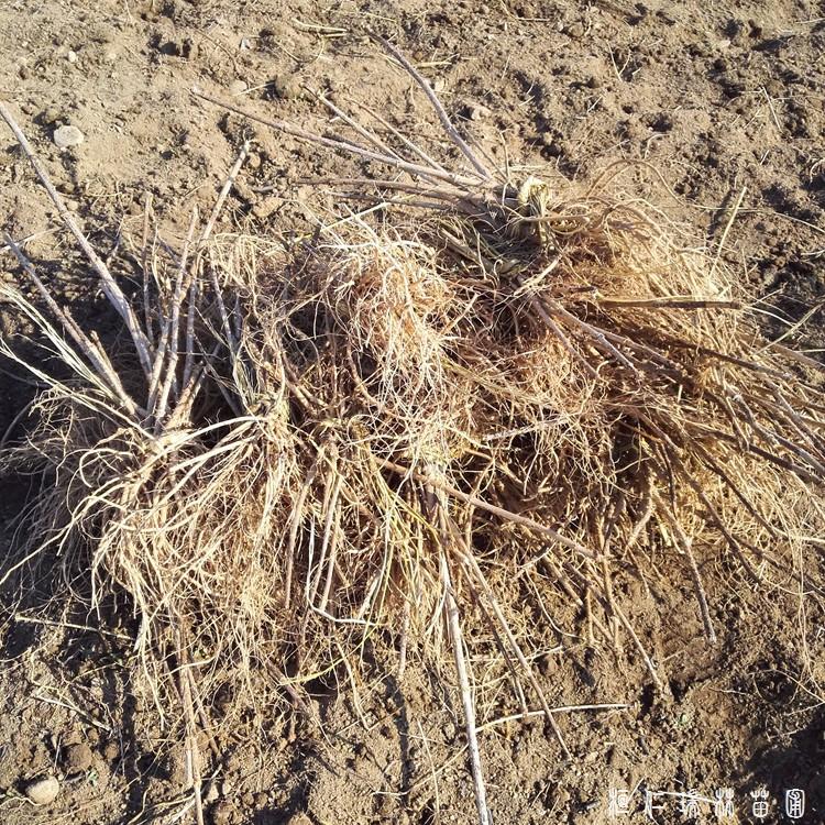 刺老包种苗批发 刺老包种苗 种植基地