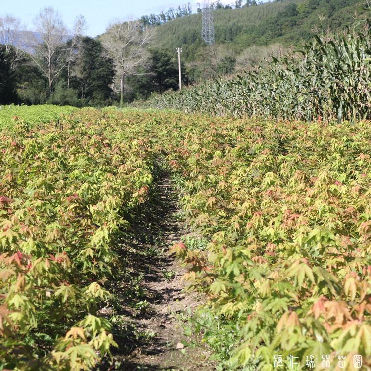 辽宁九角枫苗批发_桓仁瑞林_九角枫苗_生产现货