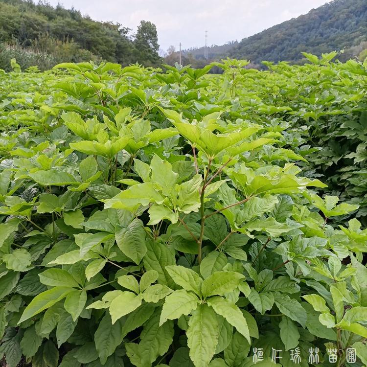 苗圃供应一年生刺五加苗 刺五加树苗抗寒成活率高