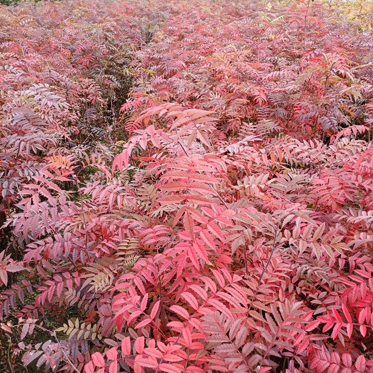 东北花楸树苗 花楸苗价格 辽宁花楸小苗批发