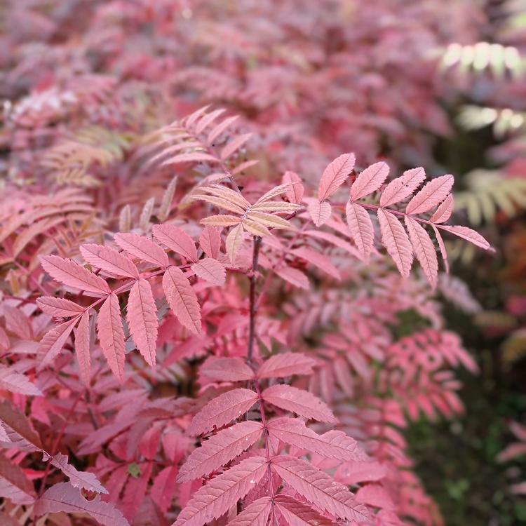 东北花楸树苗 花楸苗价格 辽宁花楸小苗批发