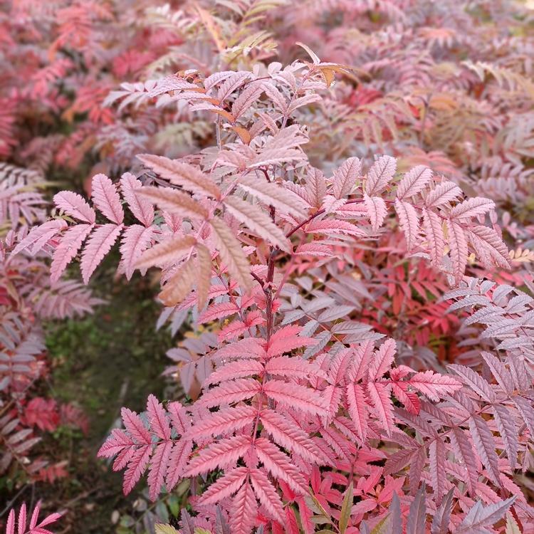 花楸供应 桓仁瑞林 百花花楸苗 马加木 本溪货源