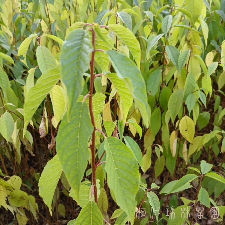 70公分以上山桃稠李苗 辽宁山桃稠李小苗批发 一年生苗