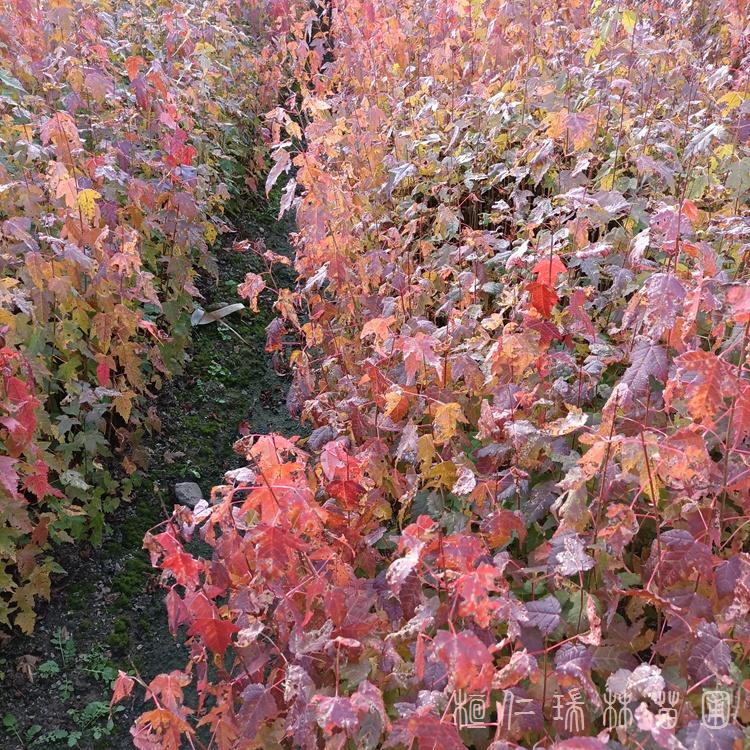 供应五角枫 五角枫树苗 元宝枫小苗 基地直销