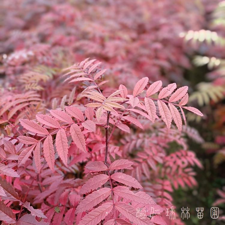 自家苗圃供应花楸 花楸苗 辽宁花楸小苗耐寒抗旱成活率高