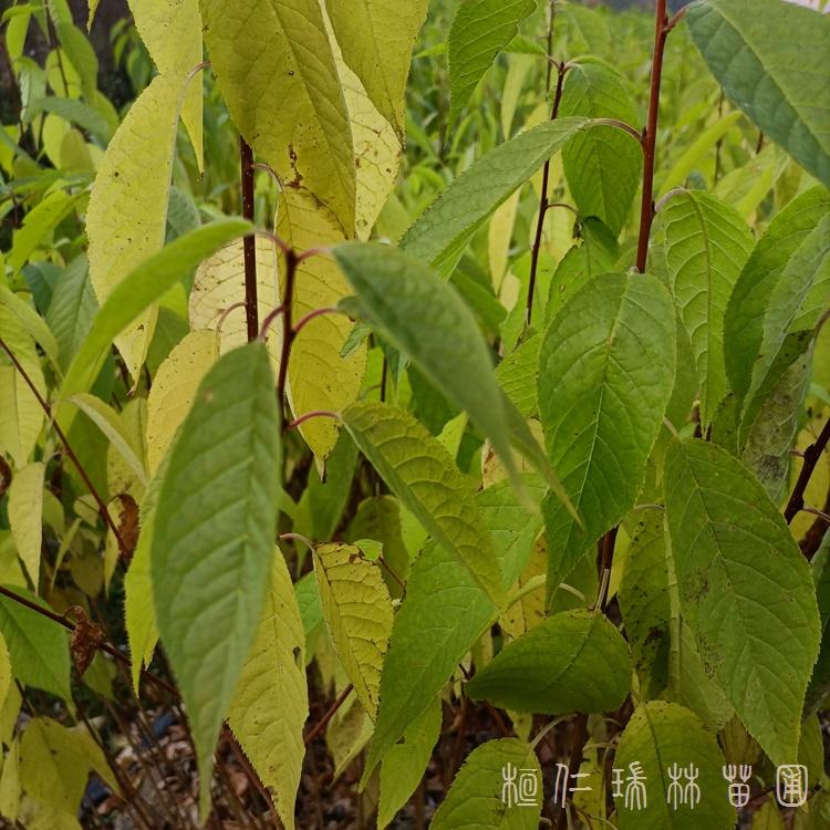 山桃稠李树苗 水桃子小苗 山桃稠李苗木基地