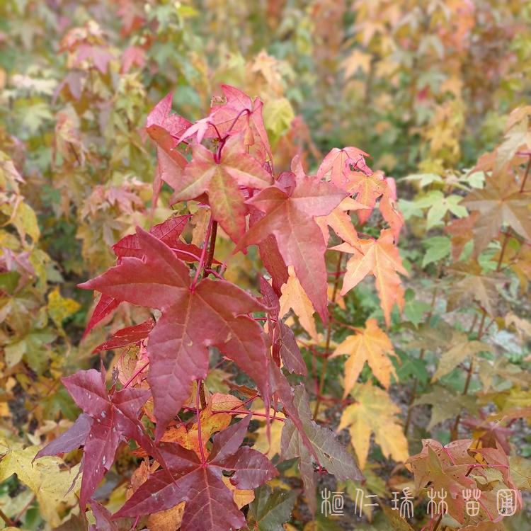 辽宁五角枫小苗 元宝枫树苗批发 价格优惠