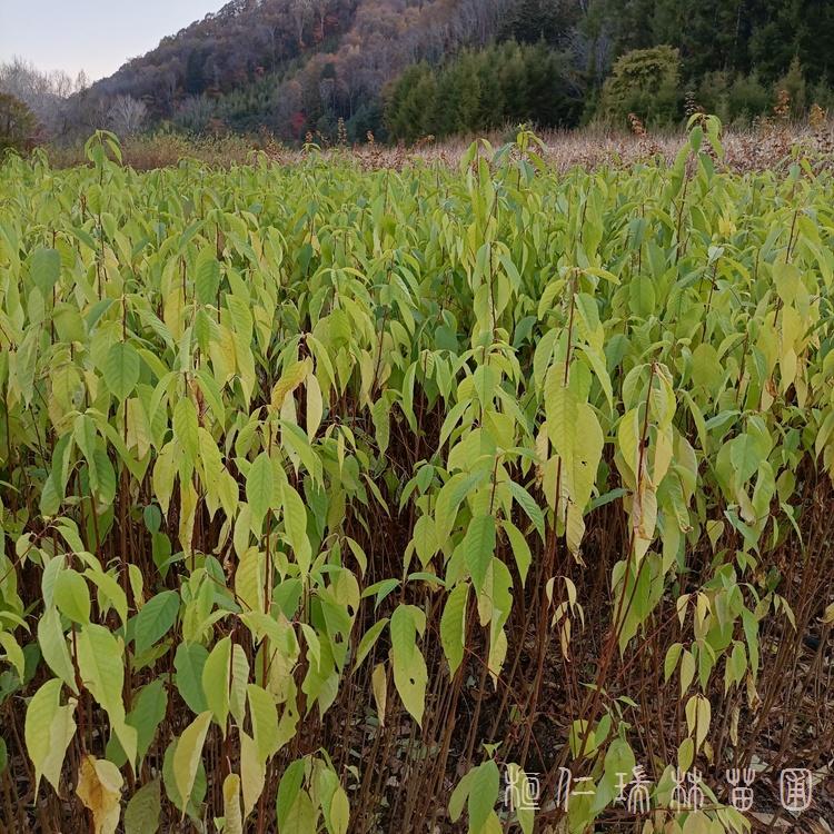 辽宁实拍山桃稠李苗 辽宁山桃稠李树苗 自家苗圃山桃稠李 成活率高