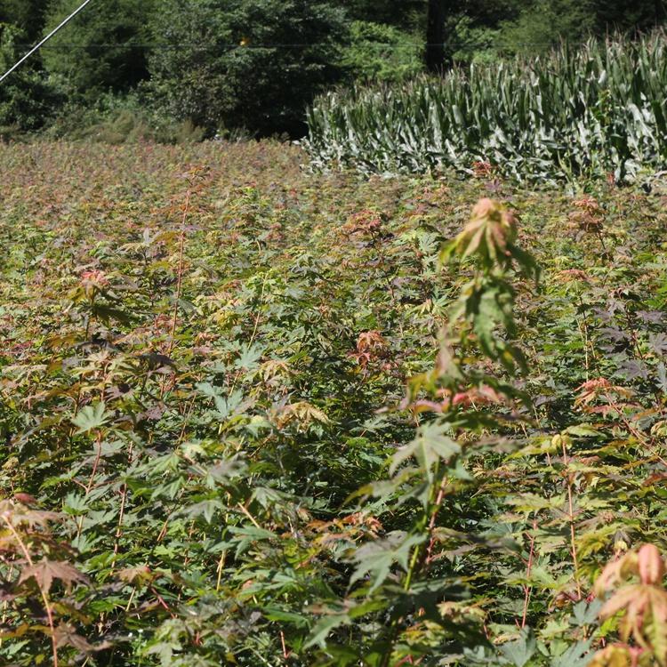 基地直供 九角枫苗 无中间商成活率好 乡土树种