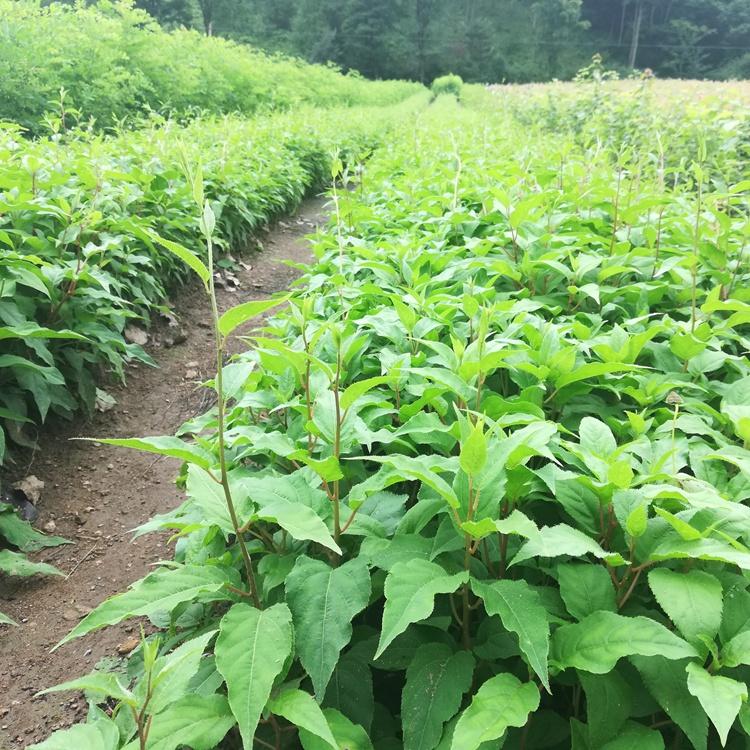 软枣子苗供应 桓仁瑞林 软枣子树苗 君迁子 本溪货源