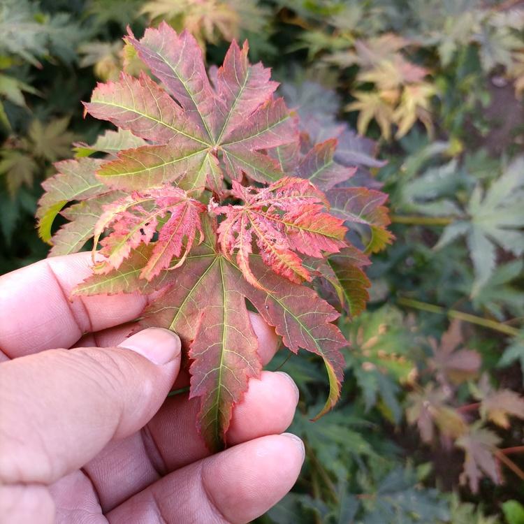 辽宁九角枫苗 一二年生九角枫树苗 九角枫小苗基地供应