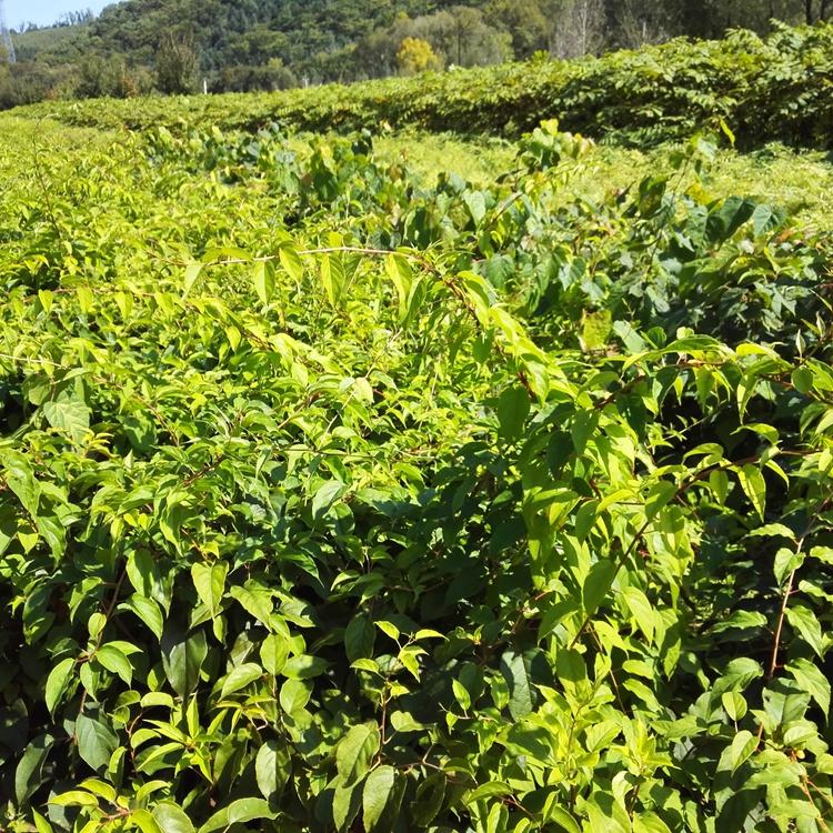 价格软枣子苗 出售软枣子苗 软枣苗批发 价格软枣苗