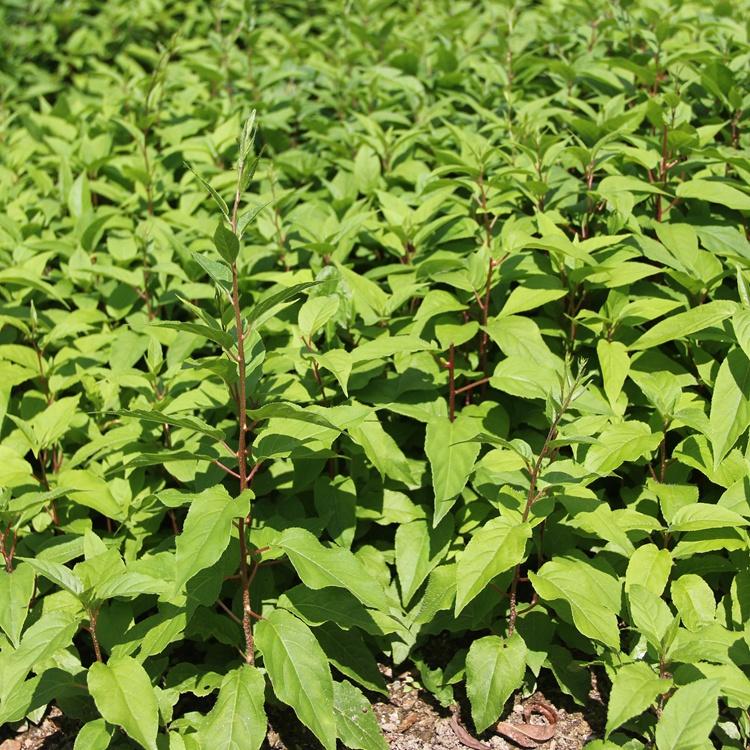 软枣子苗 软枣子苗厂家