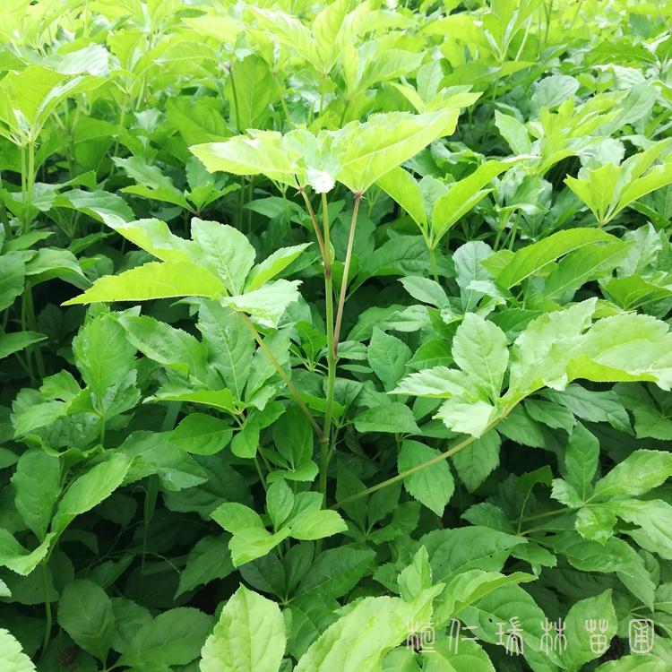 苗圃直销 刺五加苗 一二年生 桓仁瑞林刺五加苗繁育基地