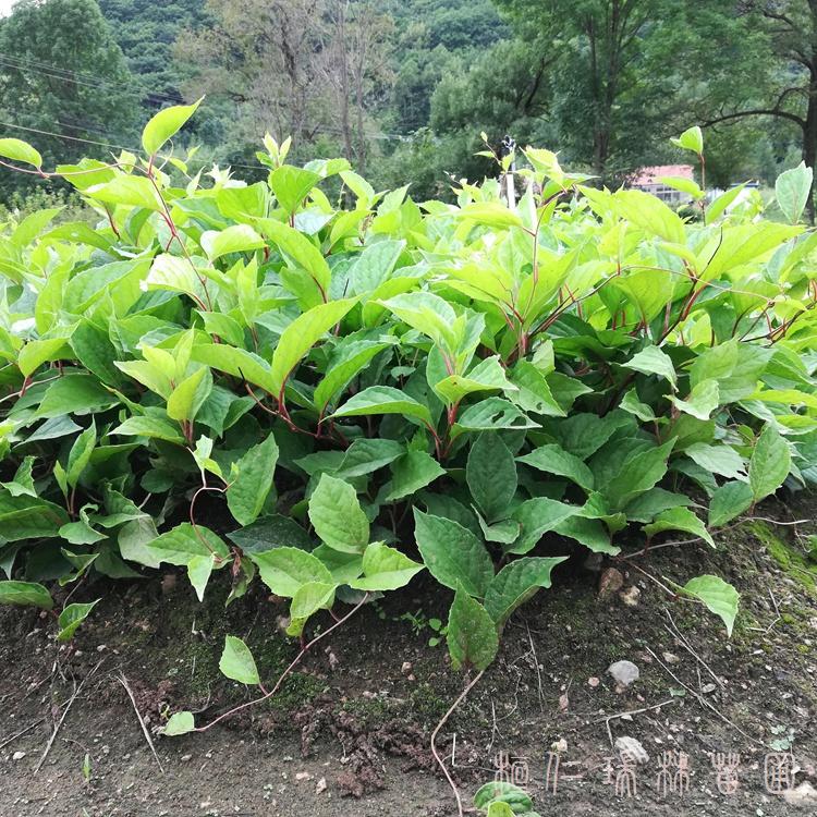 五味子苗 一二年生 规格齐全 量大价优