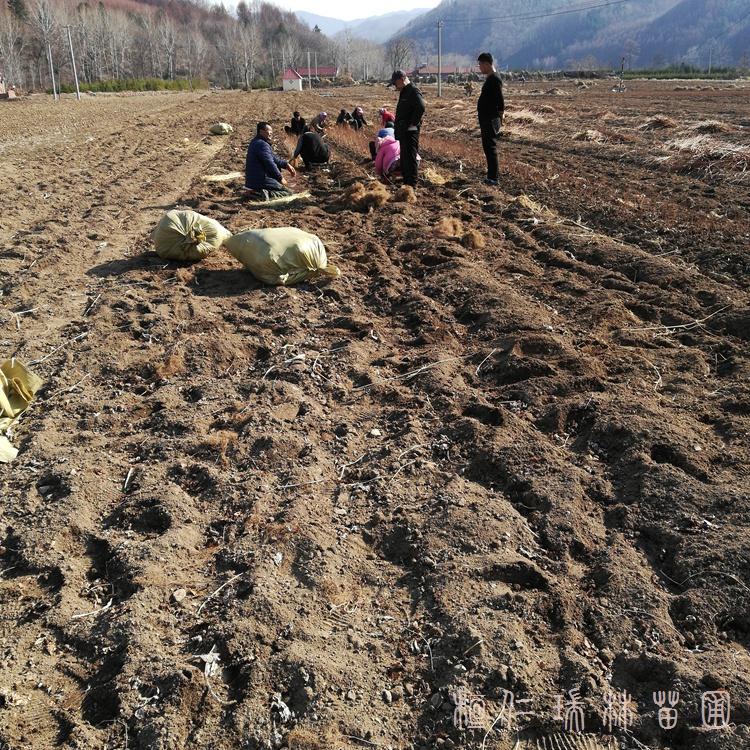 五味子树苗 量大价优