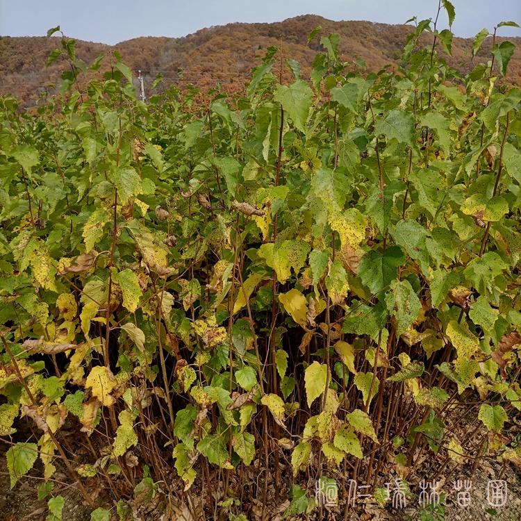 东北白桦苗 白桦苗种植 白桦苗基地 白桦苗厂家
