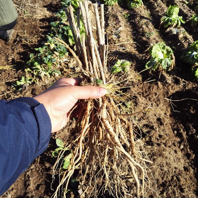 瑞林苗圃 刺脑包苗 批发刺老包苗 红刺老包树苗价格