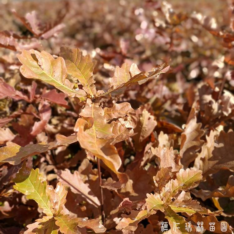 辽宁蒙古栎苗批发 蒙古栎树苗 桓仁瑞林基地直供