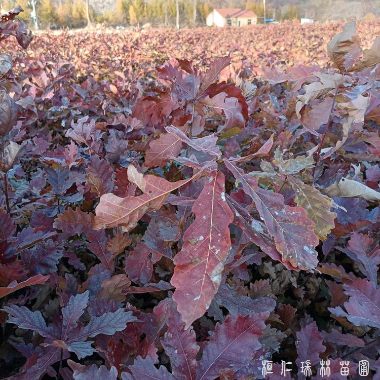 一二年生蒙古栎苗批发 蒙古栎树苗价格 桓仁瑞林基地直供