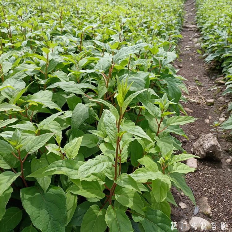 一二年生软枣子苗 桓仁瑞林软枣子苗基地