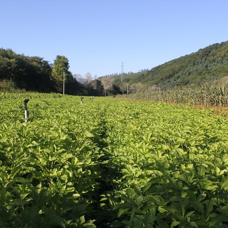 长短梗刺五加苗 刺五加苗批发 瑞林苗圃 量大从优