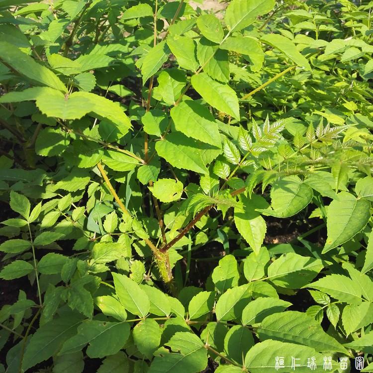 出售红刺老包苗 刺老苞树苗 刺老苞种苗价格