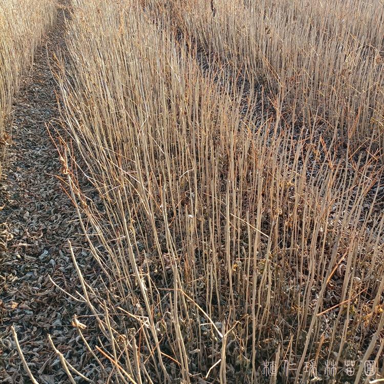 黄柏苗木 药材黄柏苗 黄柏苗批发价格类别 桓仁瑞林