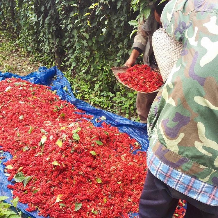 安国药材市场 北五味子价格 五味子中药材批发 产地直销量大从优