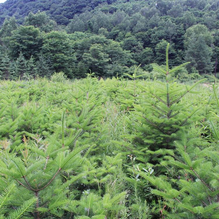 基地出售冷杉种苗 冷杉小苗批发