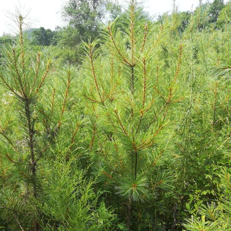 辽宁红松树苗批发 基地供应1-3米高红松树苗 果松树苗价格