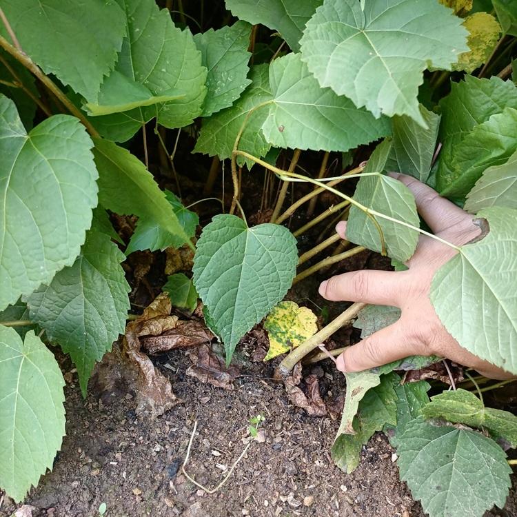 紫椴树苗 椴树苗 紫椴树苗木价格