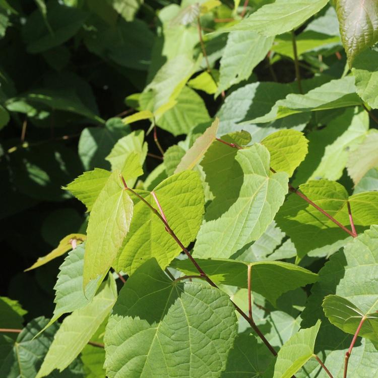 辽宁紫椴苗 东北紫椴树苗批发 紫椴小苗价格 量大价优