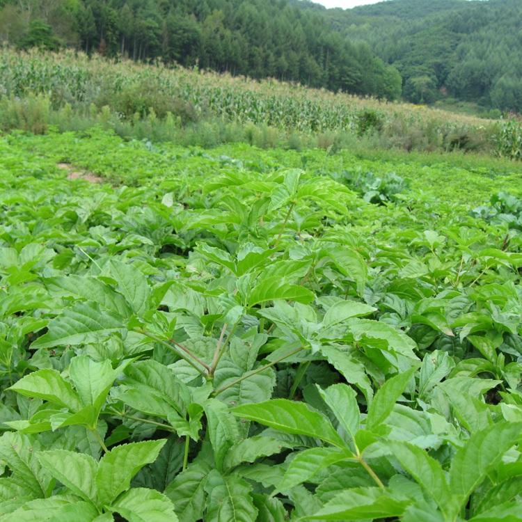 春季热卖 刺五加种苗 辽宁刺五加苗 量大从优