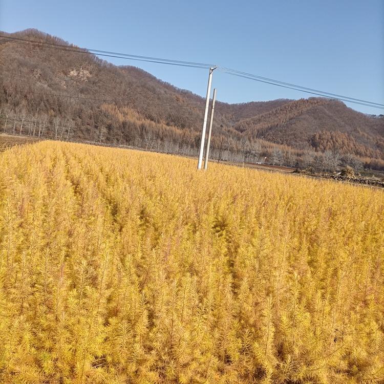 辽宁落叶松树苗批发 本溪日本落叶松苗 一二年生落叶松小苗