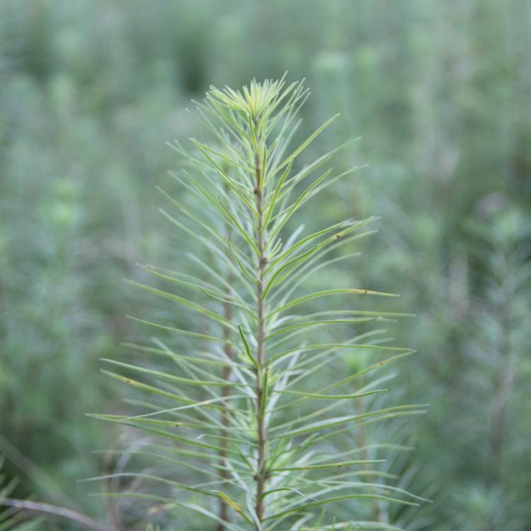 长期出售东北落叶松苗 日本落叶松小苗 落叶松树苗