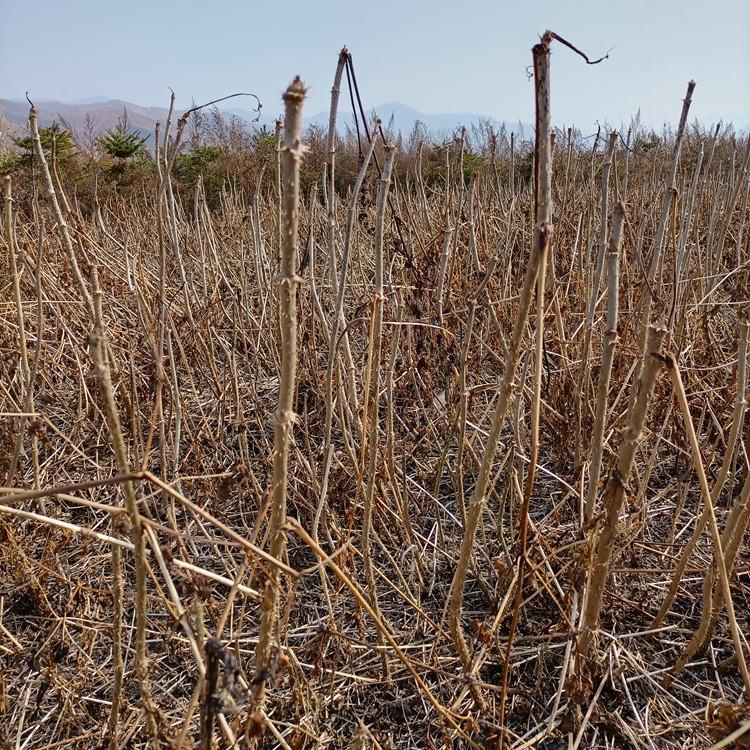 辽宁刺脑包苗 批发刺老包苗 红刺老包树苗价格