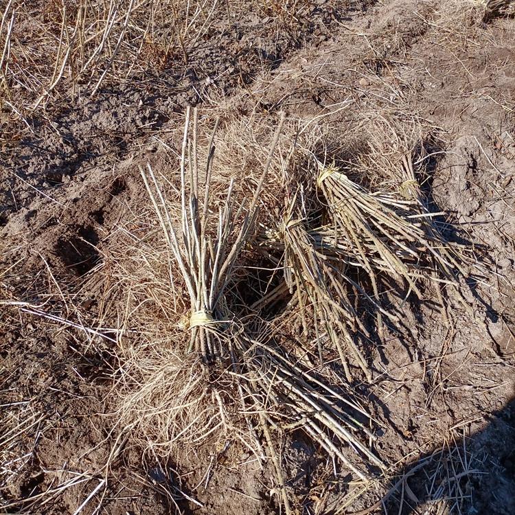 瑞林苗圃 红杆刺老包苗基地 刺老包苗基地直供
