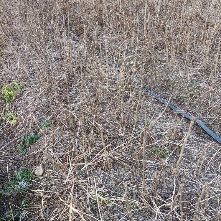 瑞林苗圃 刺龙苞种苗基地 大量供应刺老包种子