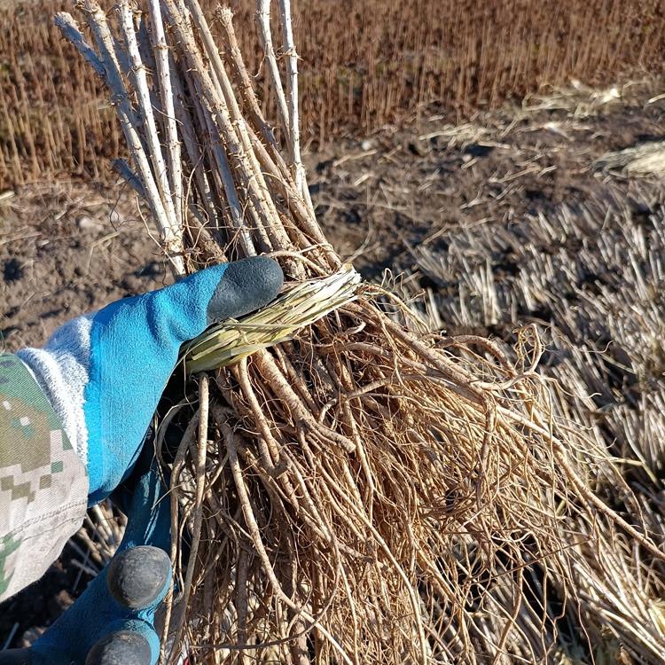 瑞林苗圃 刺老苞树苗 批发刺老包苗