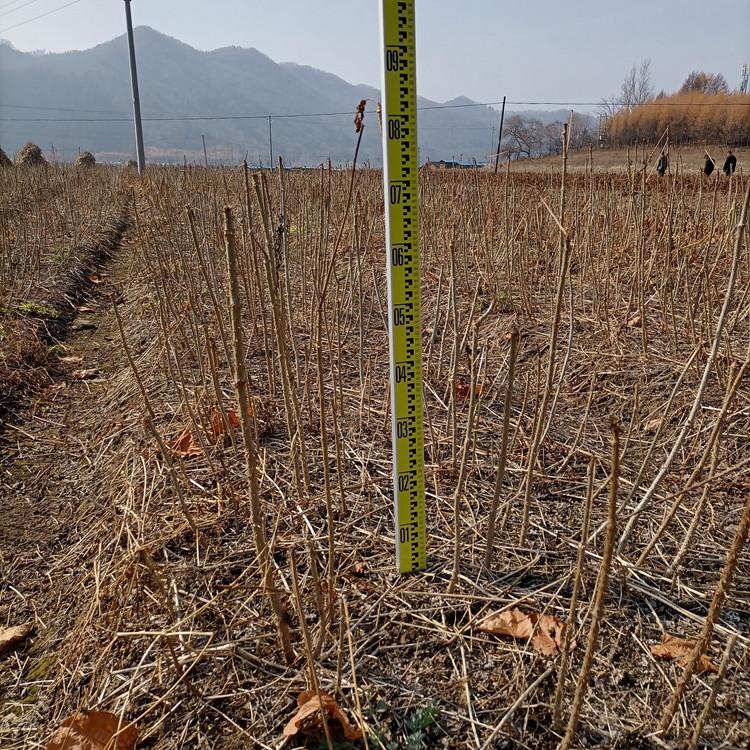 瑞林苗圃 刺老苞种苗价格 刺老包苗基地直供