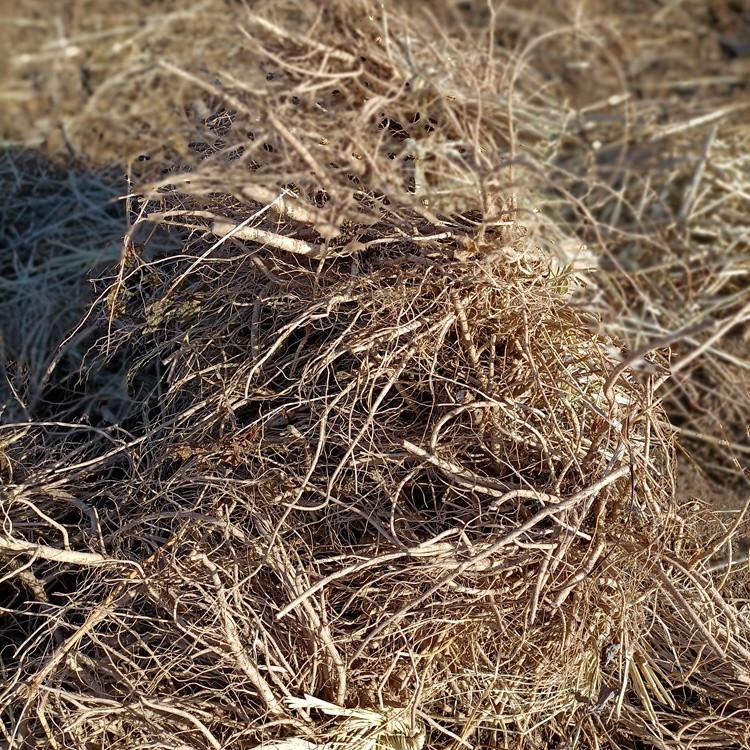 瑞林苗圃 刺老苞树苗 红刺老包苗价格