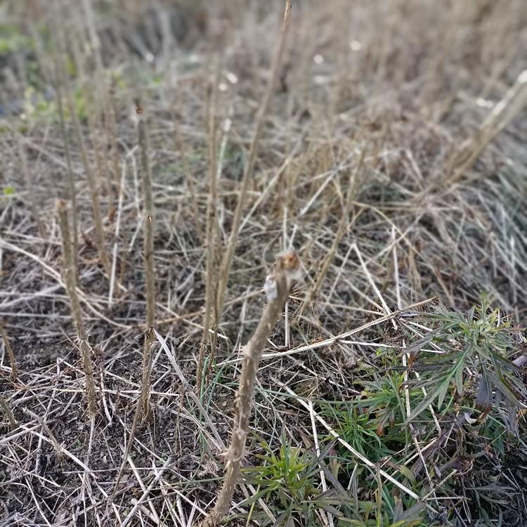 瑞林苗圃 刺龙苞苗价格 大量供应刺老包种苗